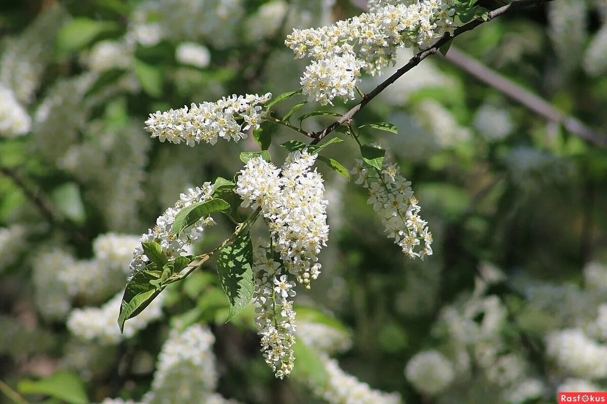 Черёмуха маака. Черемуха. Цветение черемухи 2021. Кубанская казачка в поле. Донская казачка внешность.