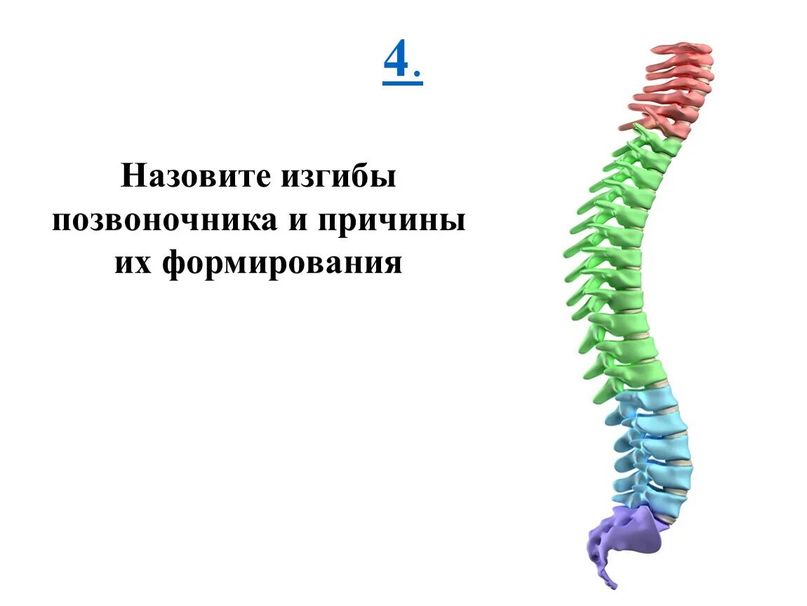 Естественные изгибы позвоночника