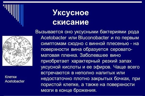 Уксусно кислые бактерии. Уксусное скисание вина. уксуснокислые бактерии в вине. уксусная бактерия в вине. бактерии уксуснокислого брожения.