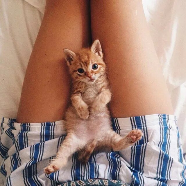 Девушка с котом на руках и голой киской между ног фото
