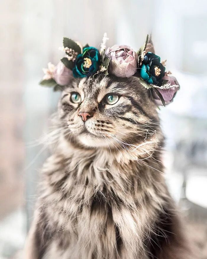Кошечки королевы. Красивые кошки. Кошечка с веночком на голове. Кошка в короне. Нарядная кошка.