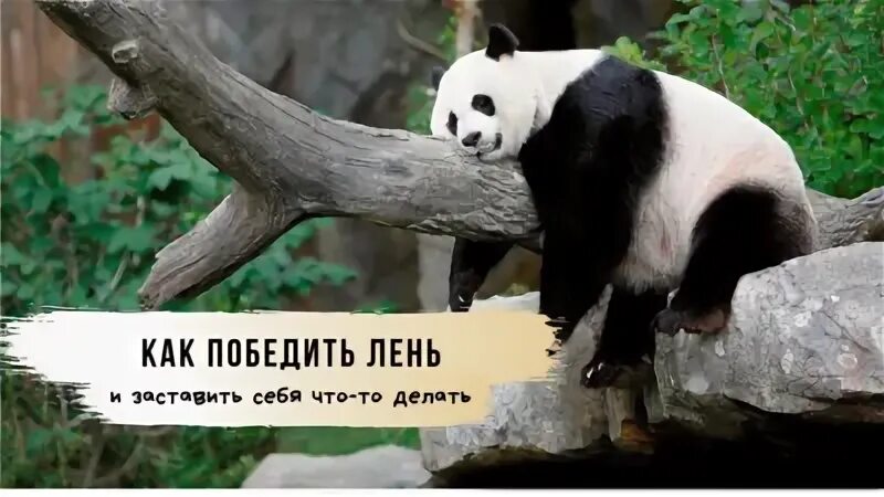 Какими качествами победить лень