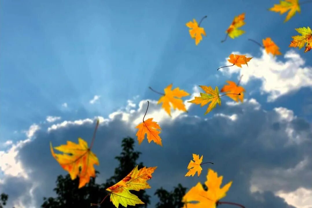 Осенний воздух свеж. Листья кружатся в воздухе. Осенний воздух. Лист на ветру. Осенний листопад.