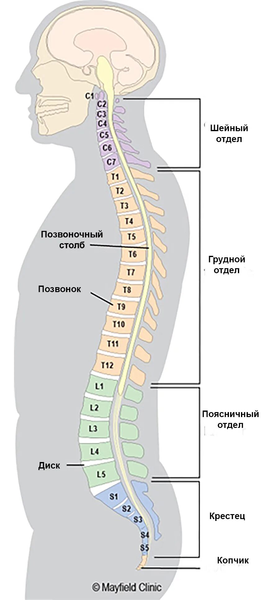 Изгиб позвоночника 6