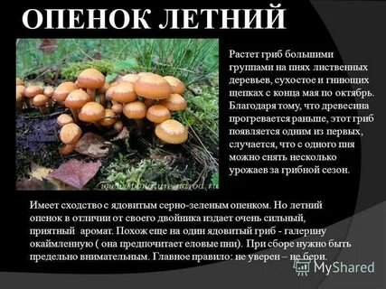 Опята описание