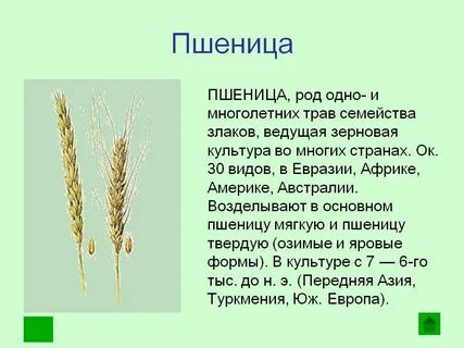При какой температуре растет пшеница