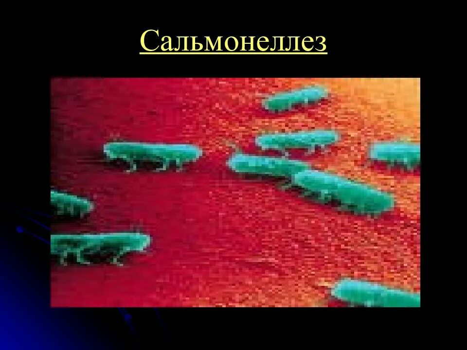 Изменяется ли внешний вид при сальмонелл. Сальмонеллез возбудитель симптомы. сальмонеллез телят возбудитель. проект на тему сальмонеллез.