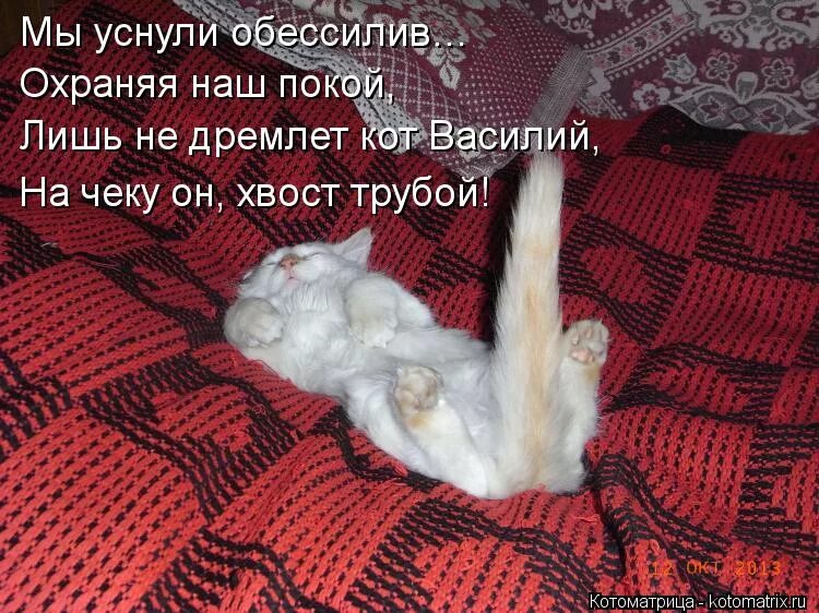 Смешной удивленный кот. Хвост не трогай. Оса хвостатая. Кот идет. Кошка на дыбах.