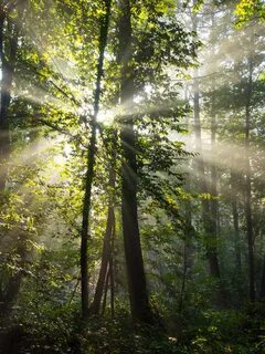 Lighting woods