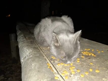 Найдена кошка котенок