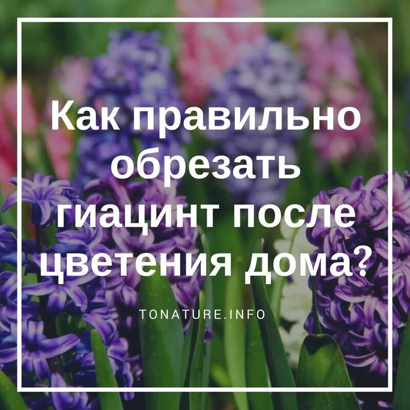 Гиацинт уход после магазина. Луковица гиацинта после цветения. Хранение луковиц гиацинта после цветения. Обрезка отцветших гиацинтов. Гиацинт в домашних условиях.