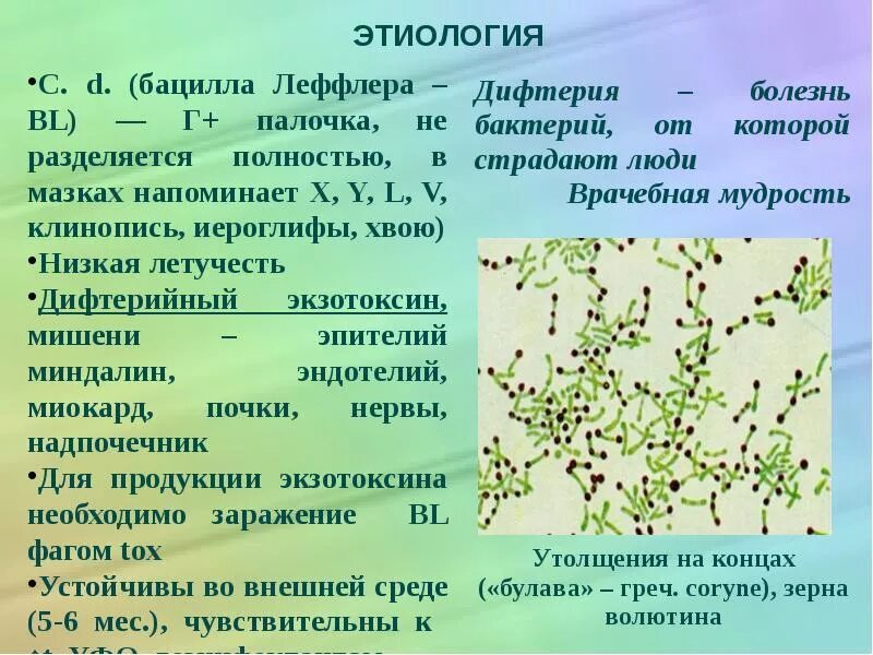 К каким инфекциям относятся следующие заболевания дифтерия. BL палочка дифтерийная палочка. Коринебактерии дифтерии микробиология. Токсигенные коринебактерии дифтерии. Дифтерия возбудитель заболевания.