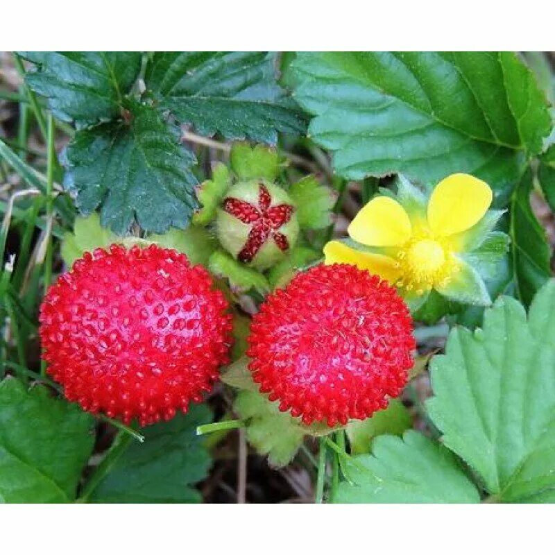 Дюшенея индийская (Duchesnea Indica). Земляника дюшенея. Ложная земляника дюшенея. Малина дюшенея. Новую ягодку