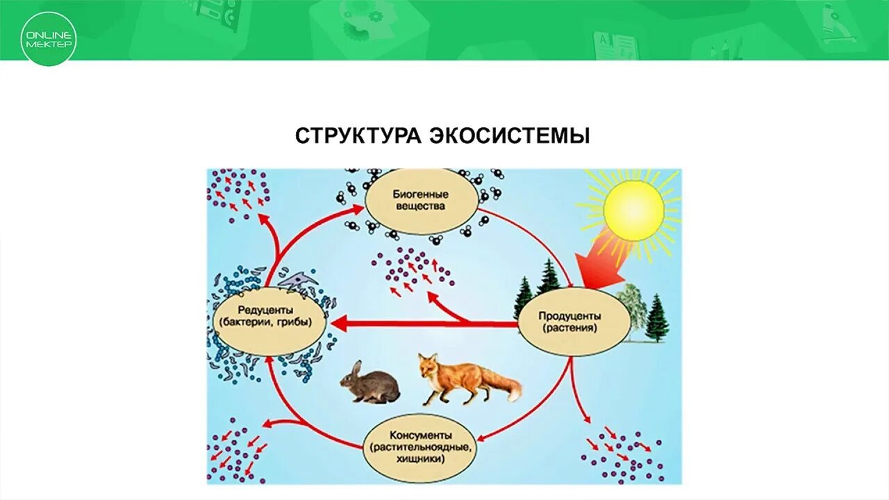Экосистемы 11 класс биология конспект. Экосистема. Тема экосистема. Экосистема это в биологии. Наземные экосистемы.