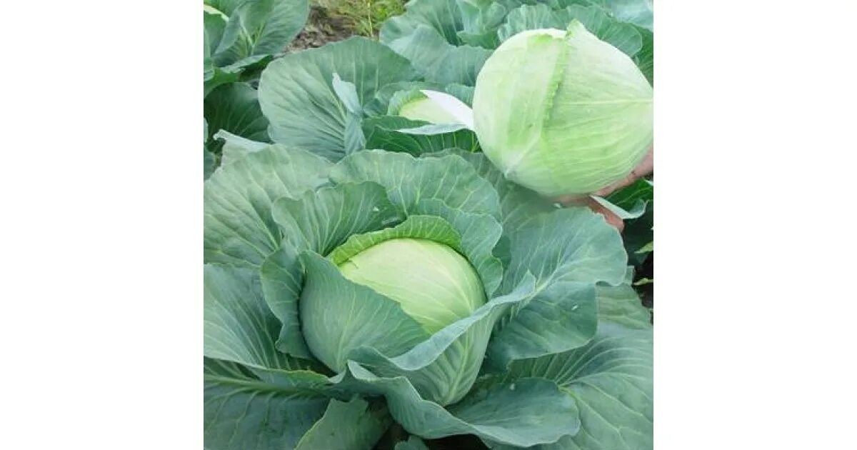 Капуста агрессор f1 2500сем. Капуста мегатон f1. Капуста белокочанная агрессор f1 белокочанная. Капуста белокочанная агрессор f1 белокочанная. Агрессор f1.
