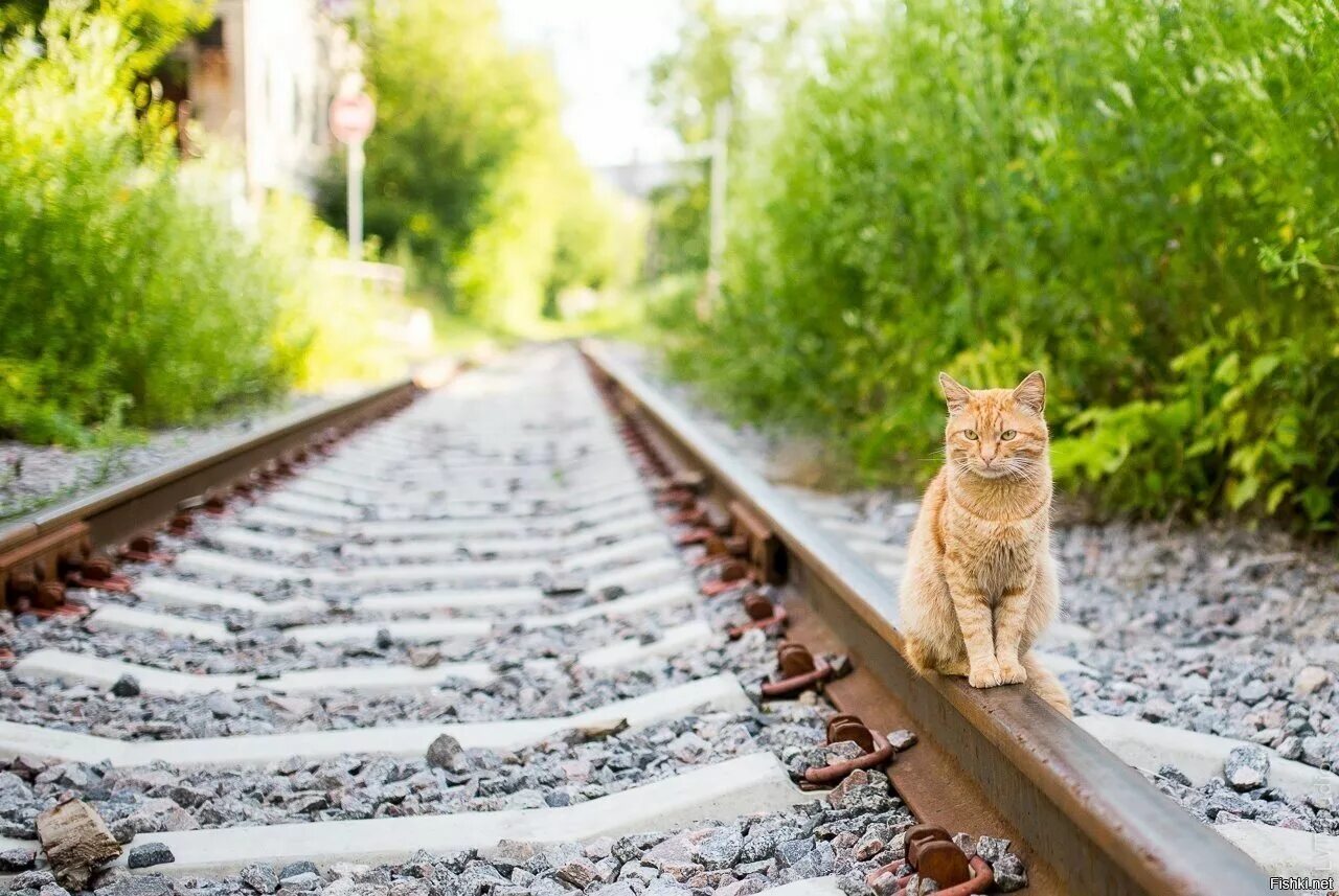 Кот железная дорога. Кот Железнодорожник. Железная дорога и котики. Кот на железной дороге. Котик РЖД.