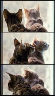 Оба коты