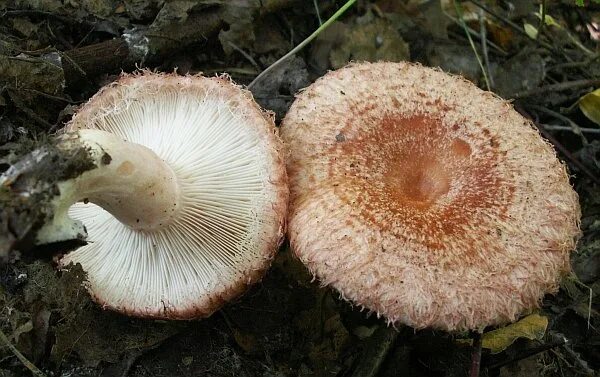 Cortinarius glaucopus - Wikipedia