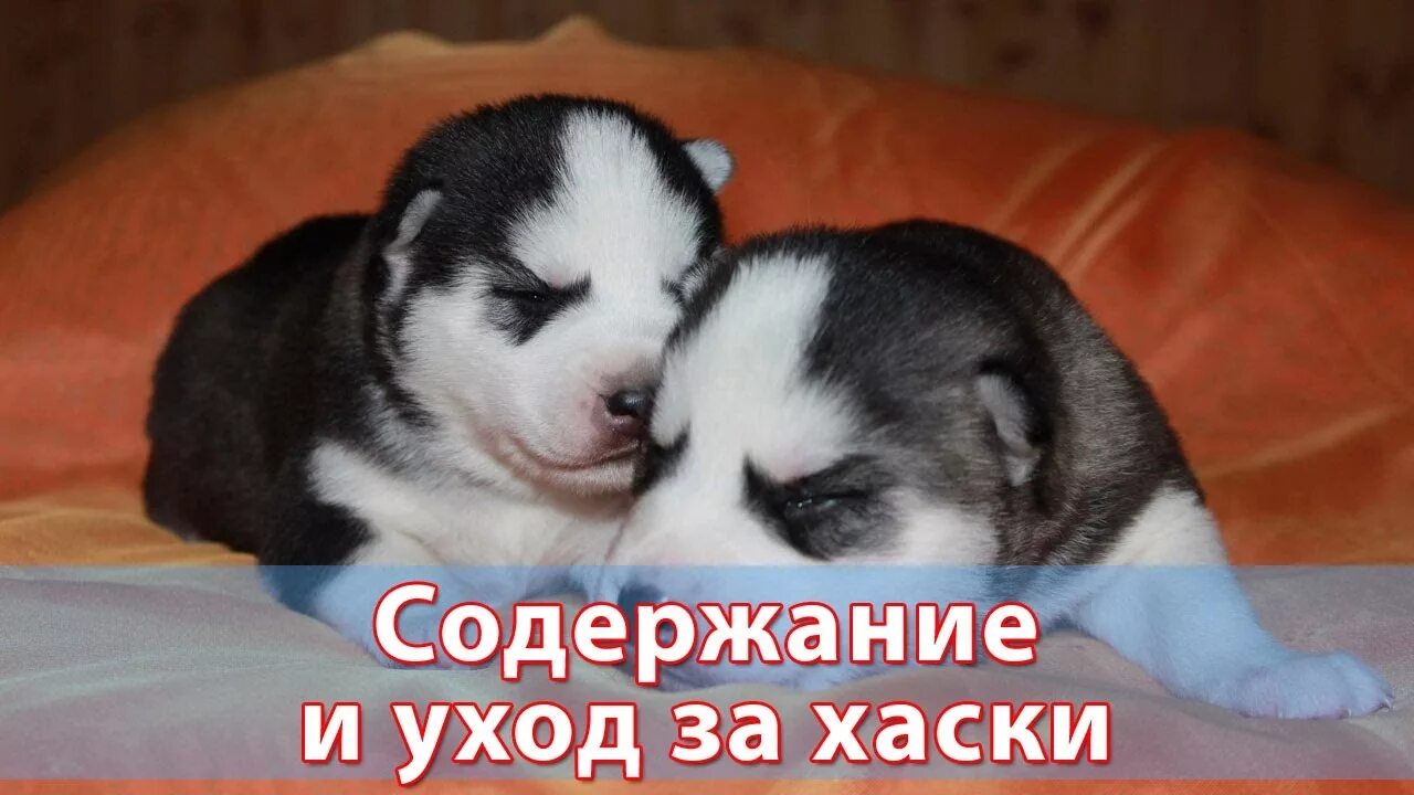 Содержание хаски. Щенки хаски 3 недели. уход за собакой хаски. щенки хаски 3 недели фото. собаки хаски щенки как ухаживать.
