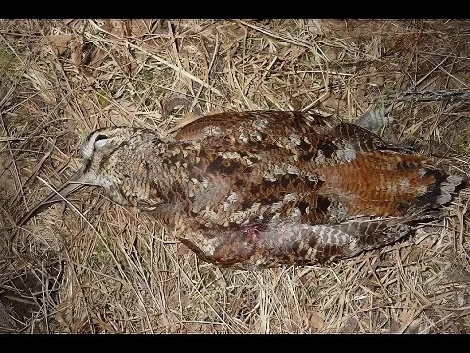 Саркоцистоз вальдшнепа. Вальдшнеп брачный период. Вальдшнеп плавно вылетает из за темной березы