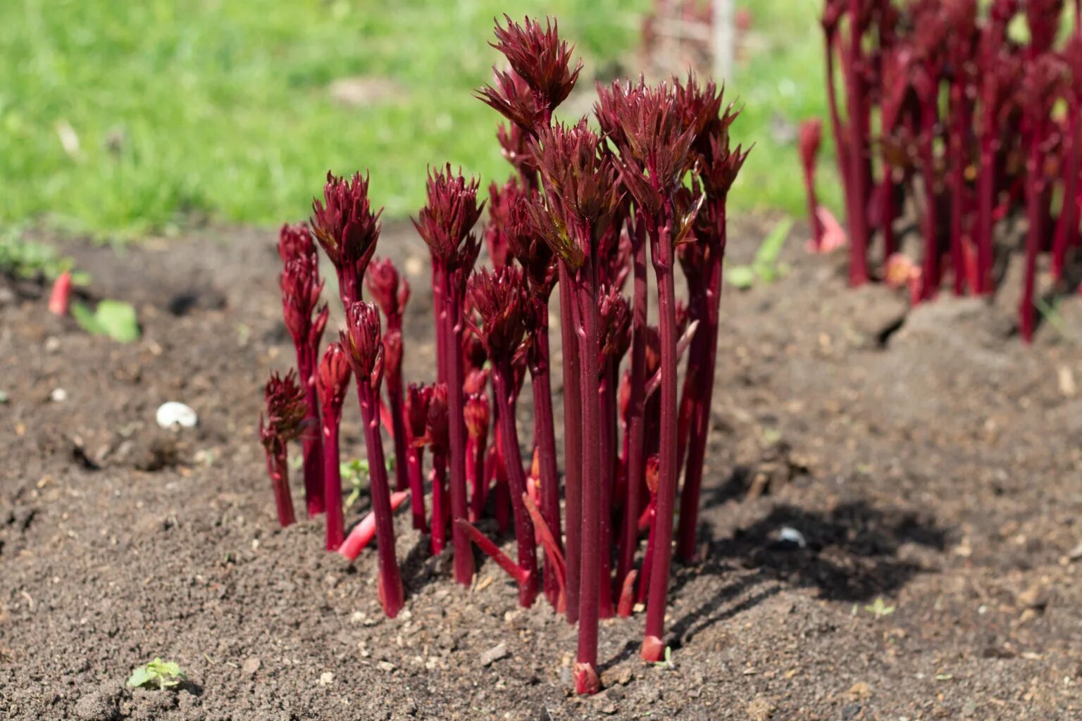 всход пиона. всходы пиона древовидного. древовидный пион ростки. в ходы пиона. пион травянистый побеги.