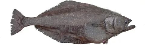 Got fish