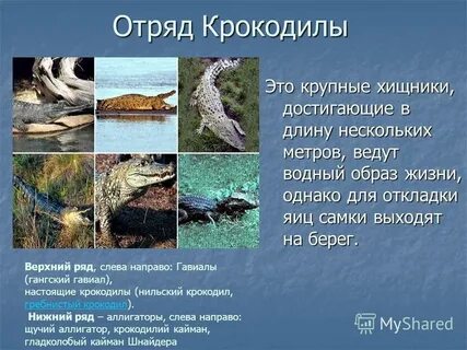 Крокодил отряд чешуйчатые