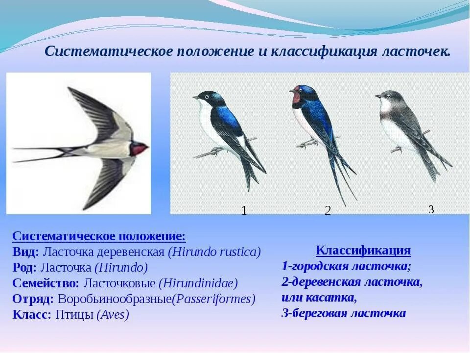 Интересные факты о ласточках. Виды ласточек. Классификация ласточки. Ласточка мужского рода. Окраска ласточки деревенской.