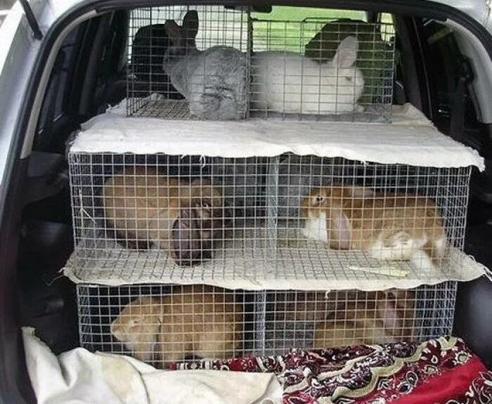 На дальние расстояния нужны. Перевозка кроликов. Перевозка животных в машине. Автомобиль для перевозки животных. Клетка для перевозки кроликов.