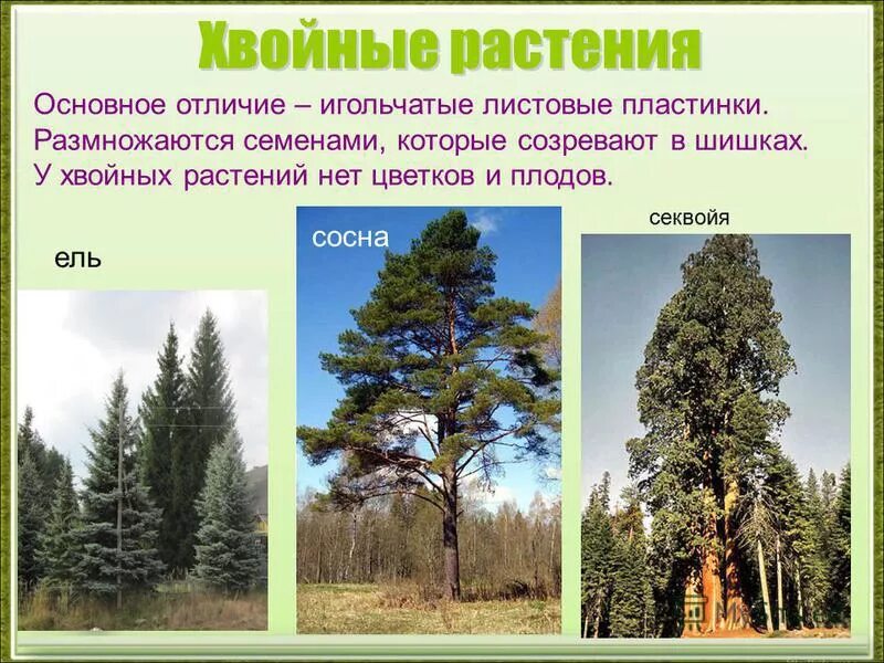 К хвойным растениям относятся. Почему сосна высшее семенное растение. Почему сосна высшее семенное растение. Многообразие хвойных. Диаметр ствола сосны обыкновенной.