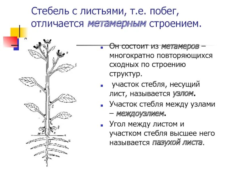 Метамерность побега. Метамерное строение стебля. Метамерность строения побега. Участок стебля Несущий лист называют.