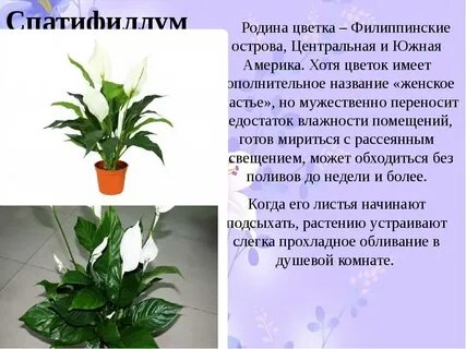 Растения и их страны