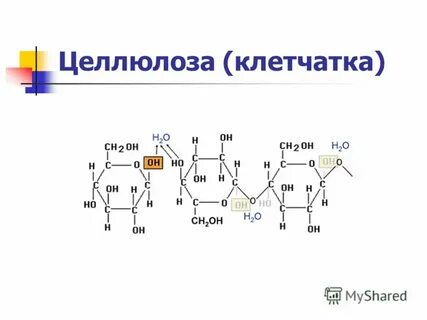 Целлюлоза это белок