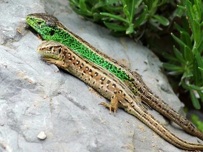 Lacerta agilis). Ящерица прыткая горнокрымская. Ящерица прыткая тип животного. Ящерица прыткая тип животного. Полевая прыткая ящерица.