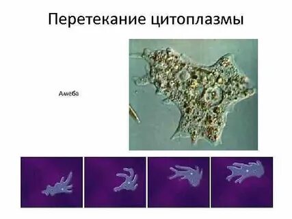 Цитоплазма у одноклеточных