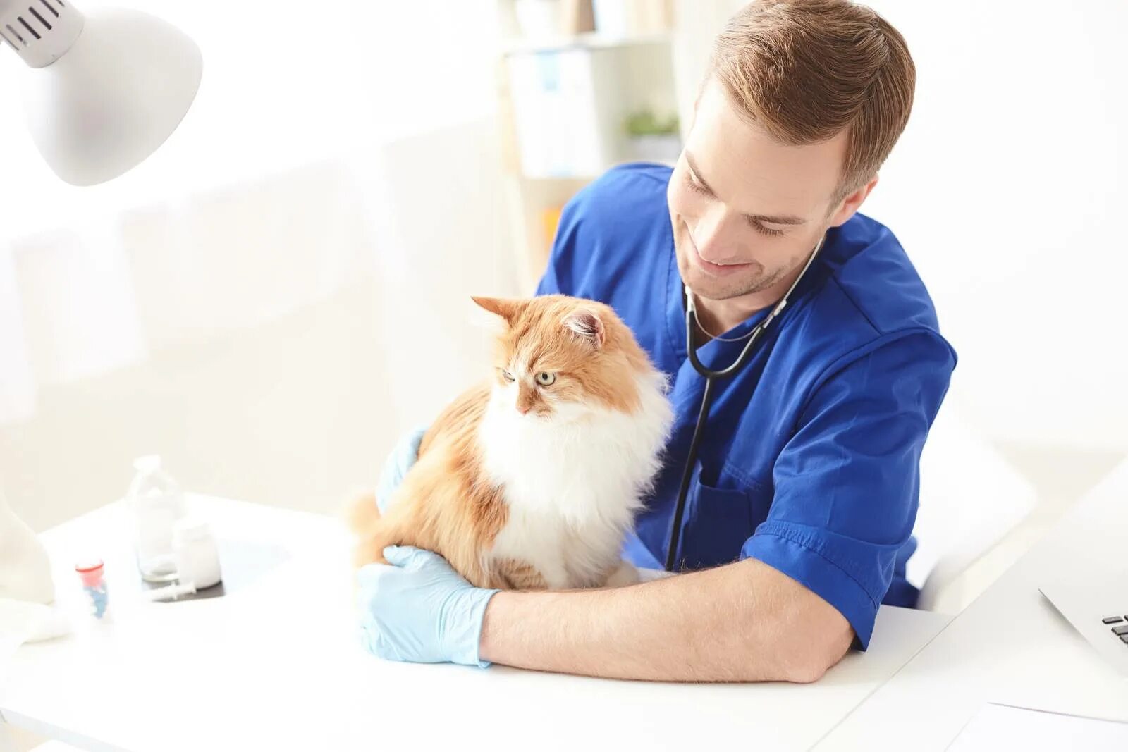 Собака терапевт. Бесплатный ветеринар. Бесплатный ветеринар. Бесплатный ветеринар. Бесплатный ветеринар.