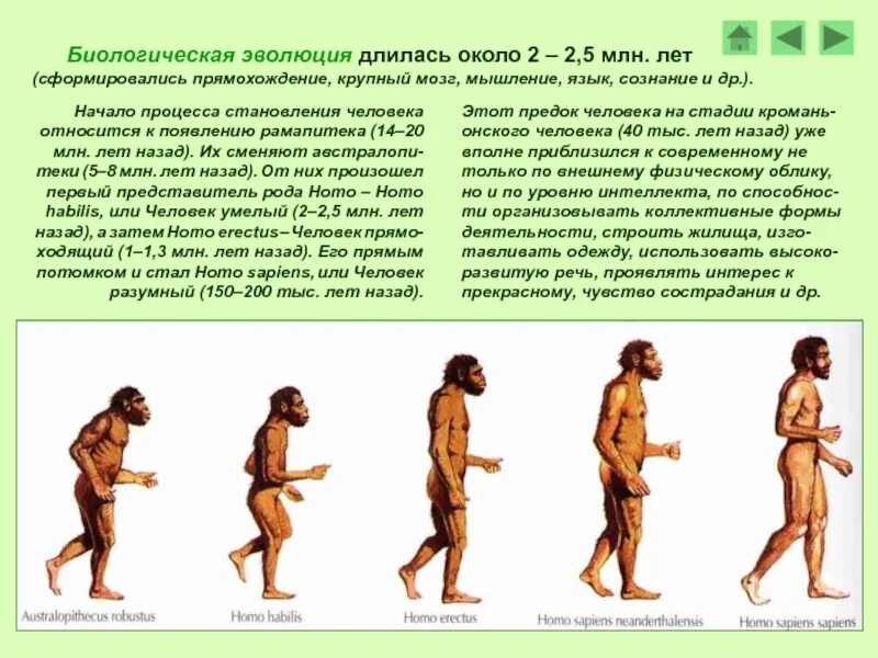Человек современного типа сформировался около. Биологическая эволюция. биологическая эволюция человека. процесс становления человека как биологического вида. путь становления человека.