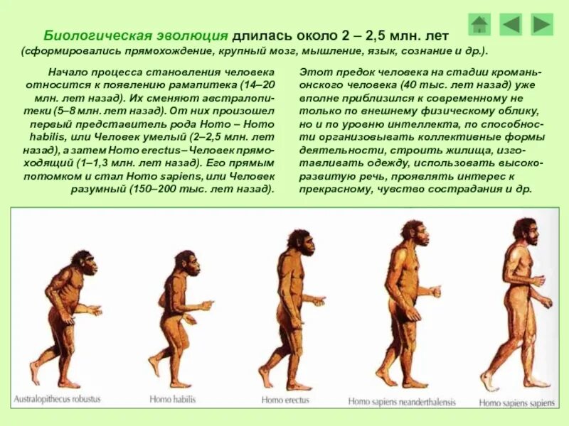 Биологическая Эволюция. Биологическое развитие человека. Биологическая Эволюция человека. Прямохождение человека.