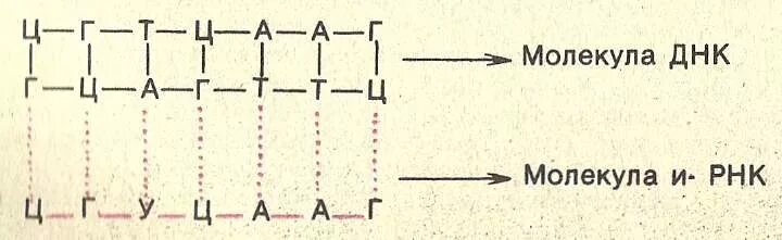 Постройте цепь рнк. Цепи ДНК И РНК как строить. Комплементарность ДНК И РНК цепочка. Построение цепочек ДНК И РНК. Цепь ДНК И РНК биология.