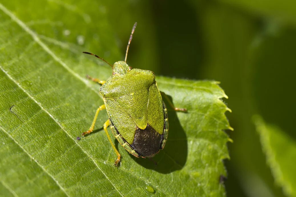 Клоп щитник зеленый. Клоп щитник зеленый летает. Щитник зелёный древесный. Клоп щитник зеленый древесный. Жук щитник.