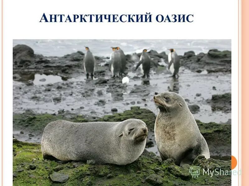 антарктида загадки и тайны. ледник беринга. китовая бухта антарктида. тайна антарктиды. антарктида (материк) ледники антарктиды.
