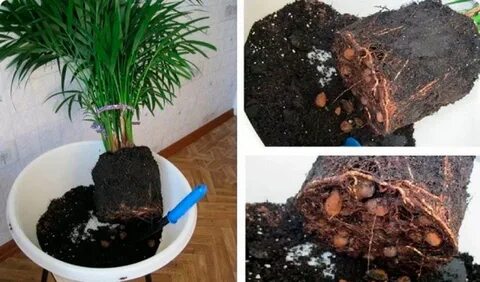 Нужна пересадка