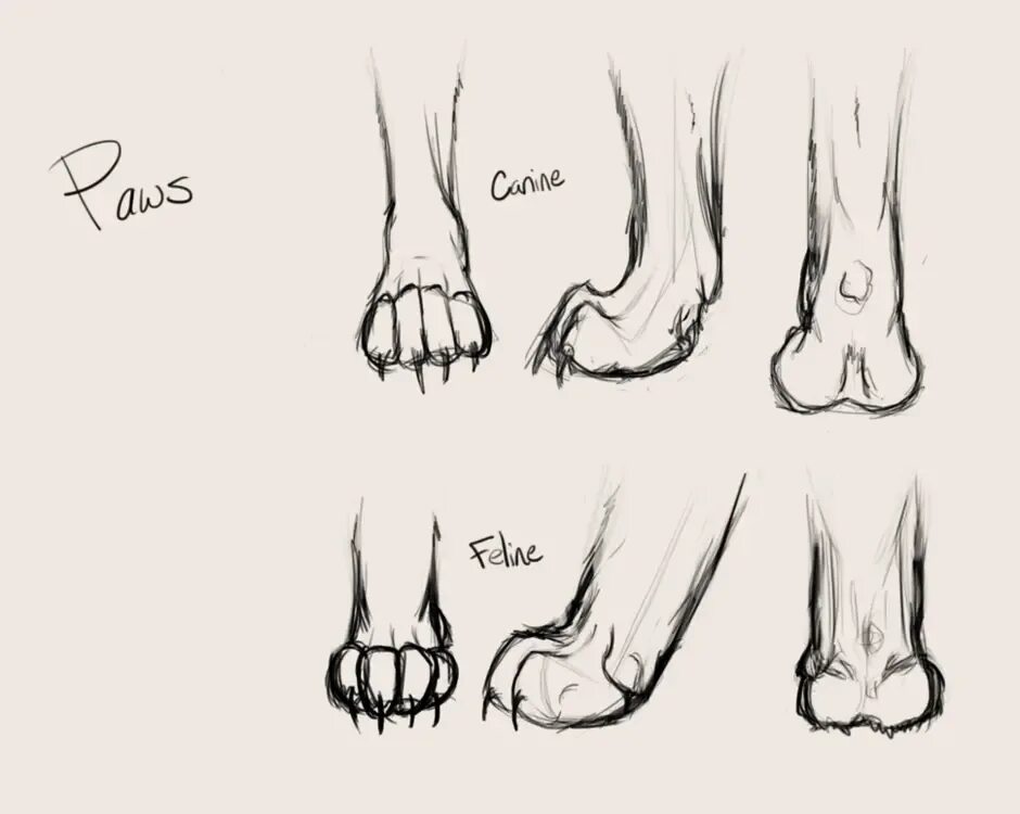 Лапы Льва референс анатомия. Лапы кота референс. Анатомия лапы собаки референс. Лапы референс