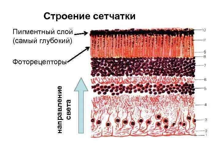 Строение сетчатки гистология. Пигментный эпителий сетчатки глаза. Фоторецепторный слой сетчатки. Клетки сетчатки гистология.