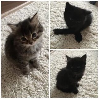 Авито уфа котята в добрые