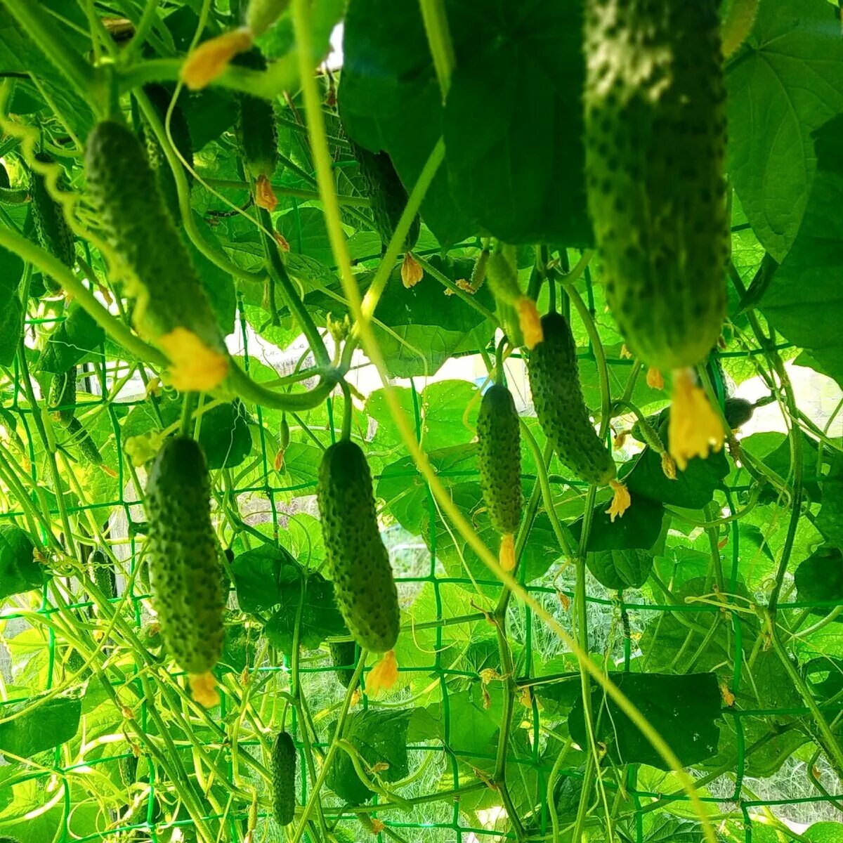 Огурец фулл хаус f1 партнер. Огурец парижский корнишон cucumis sativus l. Огурец атос f1. Огурцы на грядке. Огурец кормилец.