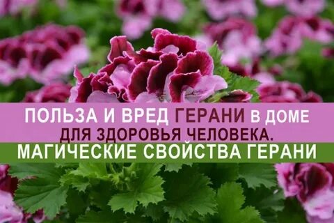 Герань польза
