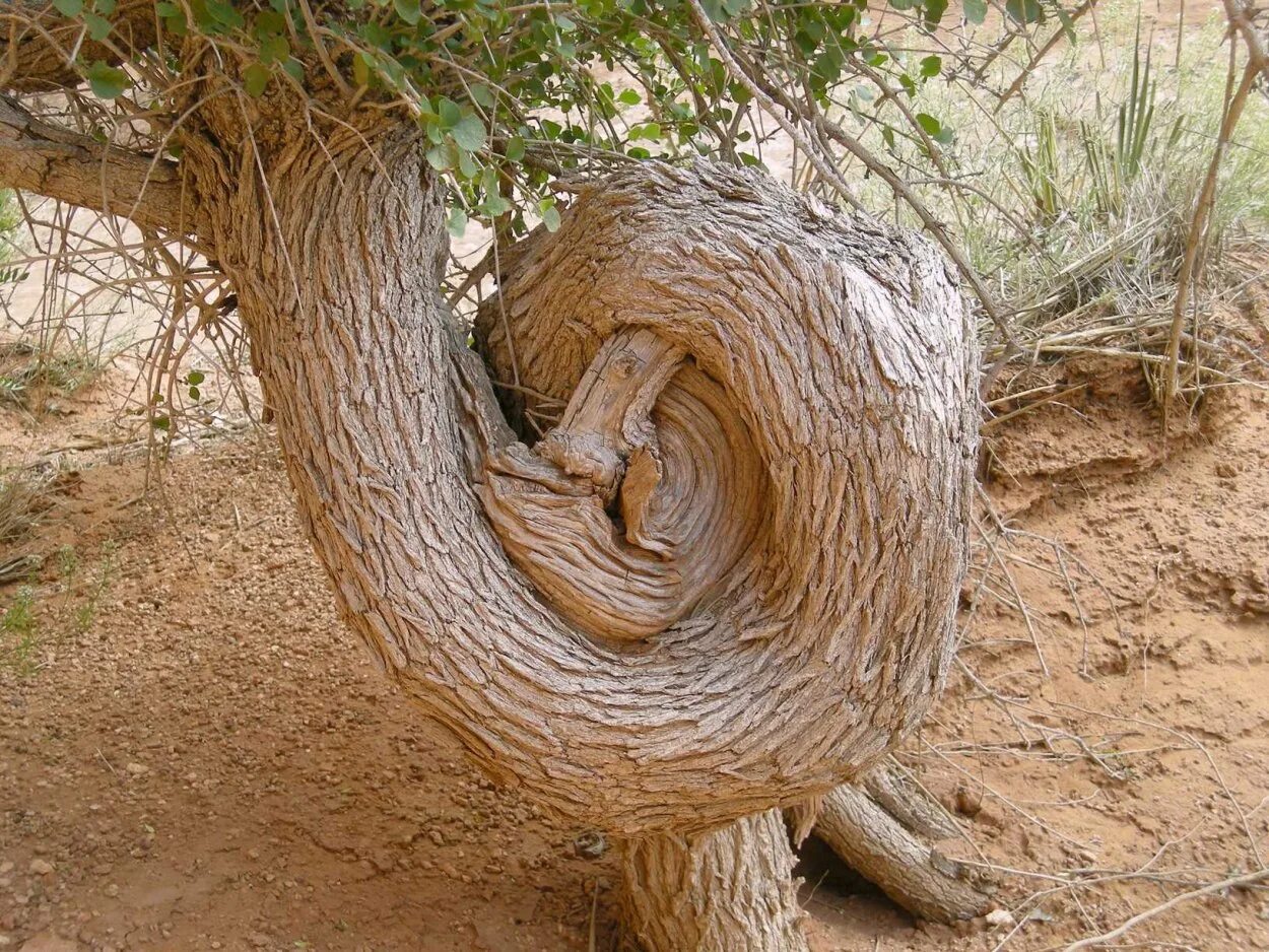 Драконовые деревья на острове сокотра. Где можно встретить дерево. Секвойя дерево гигант. Танцующий лес калининград дюны. Где можно встретить дерево.