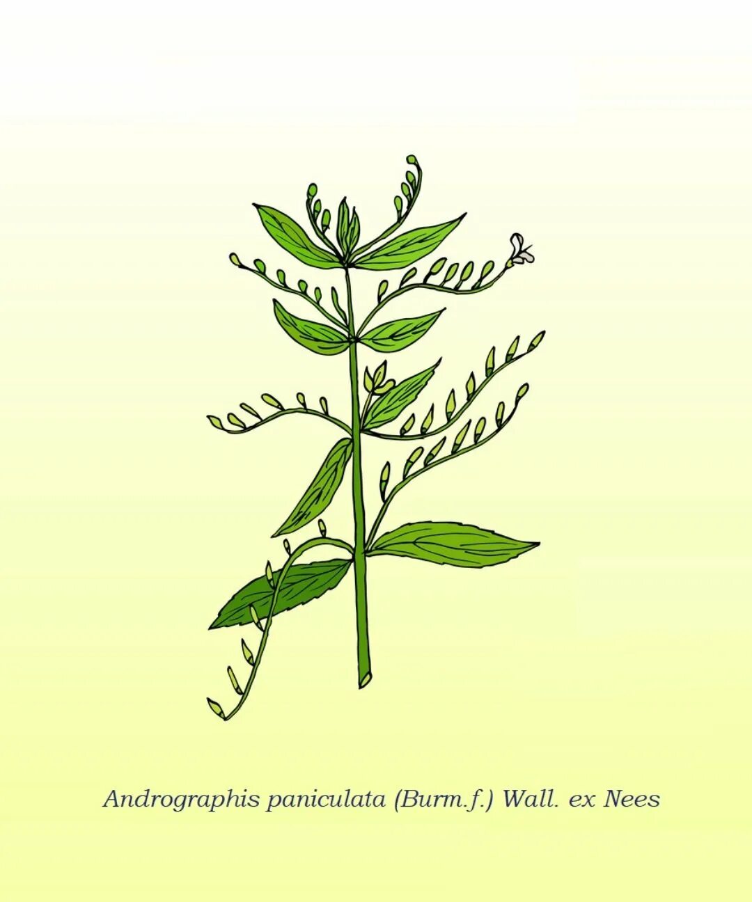 Андрографис метельчатый инструкция по применению. Andrographis paniculata herba. трава андрографис метельчатый. андрографиса метельчатого. андрографис трава капсулы.