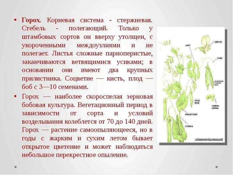 В клетках стебля гороха происходит. Горох пассивный тип корневой системе. горох посевной строение. горох строение корневой системы. тип корневой системы у гороха.